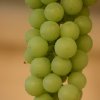 IMG_3278