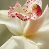 orchidea_5