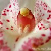 orchidea_7