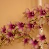 IMG_8296